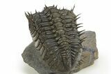Spiny Drotops Armatus Trilobite - Mrakib, Morocco #330209-4